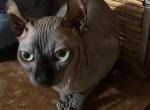 Luna - Sphynx Cat For Adoption - CA&comma; US