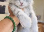 Mercury odd eyes boy - Maine Coon Kitten For Sale - Grant Valkaria&comma; FL&comma; US