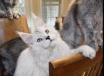 Polydactyl Shaded male - Maine Coon Kitten For Sale - Grant Valkaria&comma; FL&comma; US