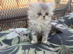 Sophie - Persian Kitten For Sale - Riverside&comma; CA&comma; US