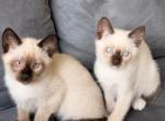 Beautiful Siamese kitty - Siamese Kitten For Sale - Suffield&comma; CT&comma; US