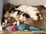 Duke & Duchess - Domestic Cat For Sale - Rockville&comma; MD&comma; US