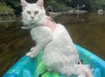 Cloud - Maine Coon Kitten For Sale - Audubon&comma; NJ&comma; US