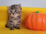 Scottish straight kittens - Scottish Straight Kitten For Sale - 
