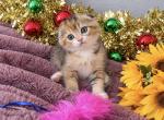 Beautiful Scottish Fold Girl - Scottish Fold Kitten For Sale - Orlando&comma; FL&comma; US