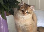 Arnold - British Shorthair Kitten For Sale - Matthews&comma; NC&comma; US