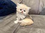 Callie SOLD - Persian Kitten For Sale - Dearborn&comma; MI&comma; US
