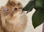Chocolate golden - British Shorthair Kitten For Sale - Matthews&comma; NC&comma; US