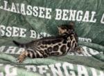 Purple - Bengal Kitten For Sale - Tallahassee&comma; FL&comma; US
