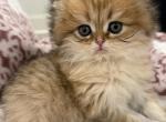 Emily - Scottish Straight Kitten For Sale - Longview&comma; TX&comma; US