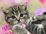 Portland Inga Scottish Straight Kitty - Scottish Straight Kitten For Sale - 