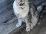 Storm - Maine Coon Kitten For Sale - 