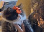 Black and White Female Perdoll with Mittens - Persian Kitten For Sale - McKinney&comma; TX&comma; US