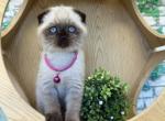 Portland Mika Scottish Fold Kitty - Scottish Fold Kitten For Sale - Portland&comma; OR&comma; US