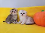 Scottish straight and fold kittens - Scottish Fold Kitten For Sale - 