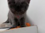 Teo - Scottish Straight Kitten For Sale - New York&comma; NY&comma; US