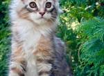 Sienna - Maine Coon Kitten For Sale - New York&comma; NY&comma; US