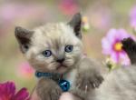 Portland Ivan Scottish Straight Kitten - Scottish Straight Kitten For Sale - 