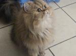Leo - Persian Kitten For Adoption - Friendswood&comma; TX&comma; US