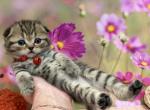Portland Irish Scottish Fold Kitty - Scottish Fold Kitten For Sale - Portland&comma; OR&comma; US