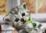 Portland Bambi Scottish Straight Kitten - Scottish Straight Kitten For Sale - Portland&comma; OR&comma; US
