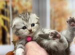 Portland Bonya Scottish Fold Kitty - Scottish Fold Kitten For Sale - Portland&comma; OR&comma; US