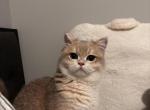 Tobi - British Shorthair Cat For Sale - Queens&comma; NY&comma; US