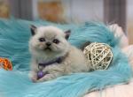 Portland Bunny Scottish Straight Kitten - Scottish Straight Kitten For Sale - Portland&comma; OR&comma; US