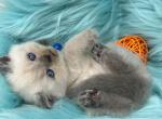 Portland Balu Scottish Straight Kitten - Scottish Straight Kitten For Sale - Portland&comma; OR&comma; US