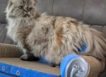 Bella - Persian Cat For Sale - Sacramento&comma; CA&comma; US
