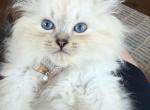 Kitten dark pink - Siberian Kitten For Sale - Aldie&comma; VA&comma; US