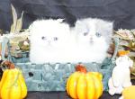 White Persian Kittens for Holidays reserve now - Persian Kitten For Sale - CA&comma; US