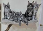 Purebred Maine Coon kittens - Maine Coon Kitten For Sale - FL&comma; US