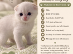 Wesley - Scottish Fold Kitten For Sale - 