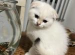 Wesley - Scottish Fold Kitten For Sale - Eden Prairie&comma; MN&comma; US