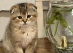 Jude - Scottish Fold Kitten For Sale - 