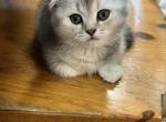 Amelia - Scottish Fold Kitten For Sale - 
