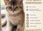 Bear - Scottish Straight Kitten For Sale - Eden Prairie&comma; MN&comma; US