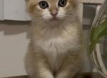 Ben - Scottish Fold Kitten For Sale - Eden Prairie&comma; MN&comma; US