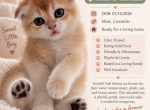 Ben - Scottish Fold Kitten For Sale - Eden Prairie&comma; MN&comma; US