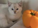 Simona's litter - Scottish Fold Kitten For Sale - Eden Prairie&comma; MN&comma; US