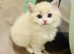 Eileithyia - Ragdoll Kitten For Sale - San Diego&comma; CA&comma; US