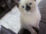 Muffin - Siamese Kitten For Sale - Maclean&comma; VA&comma; US
