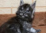 Gary - Maine Coon Kitten For Sale - Rancho Bernardo&comma; CA&comma; US