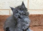 Boss - Maine Coon Kitten For Sale - Rancho Bernardo&comma; CA&comma; US