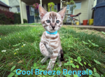 Gorgeous Snow Mink girl - Bengal Kitten For Adoption - Reinholds&comma; PA&comma; US