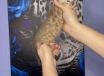 Gold collar - Bengal Kitten For Sale - 