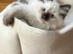 Male3 - Ragdoll Kitten For Sale - Syracuse&comma; NY&comma; US