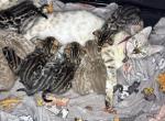 Coconut and chips litter - Bengal Kitten For Sale - 