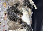 Storm and Chip litter - Bengal Kitten For Sale - 